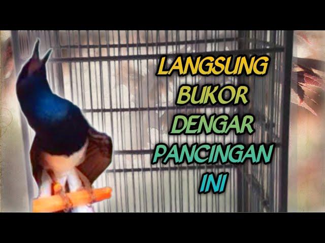 Suara Kacer Memancing Semangat Fighter Semua Burung Kacer agar Buka ekor dan bongkar Isian