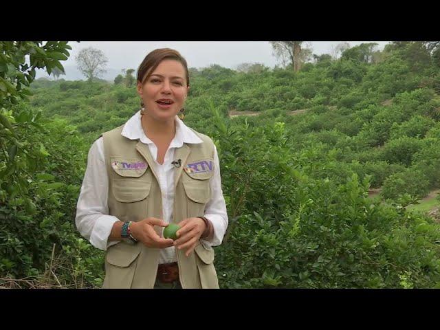 Producción de Limón Persa en Martínez de la Torre, Veracruz