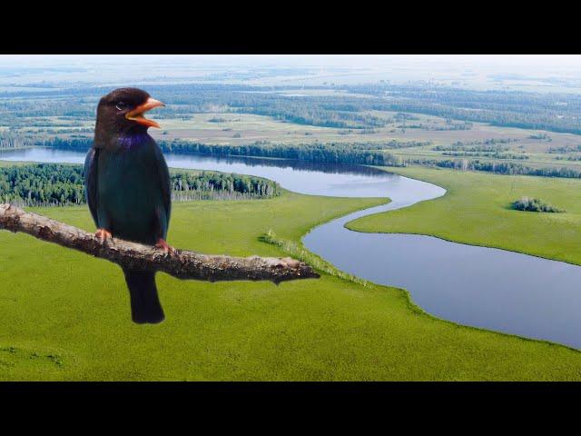 Amur river - in search of the mysterious Oriental dollarbird