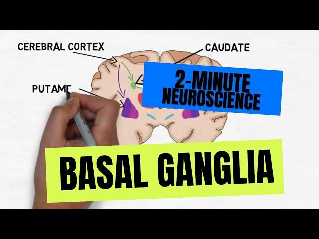 2-Minute Neuroscience: Basal Ganglia