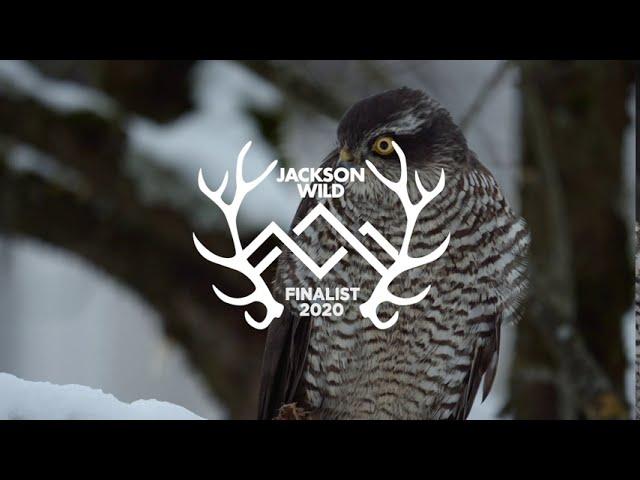 Jackson Wild Media Awards Finalist 2020: FeatheredFriends