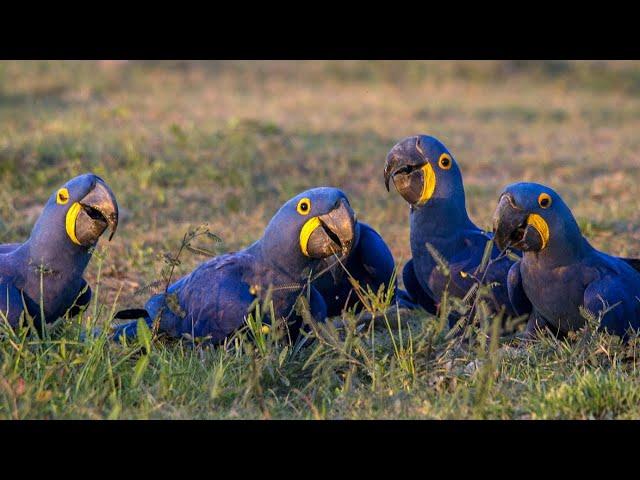 Information about the Hyacinth Macaw (Blue Macaw) | Feathered Explorer