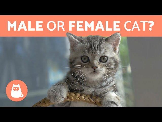 Is it Better to Adopt a MALE or FEMALE CAT?  DIFFERENCES