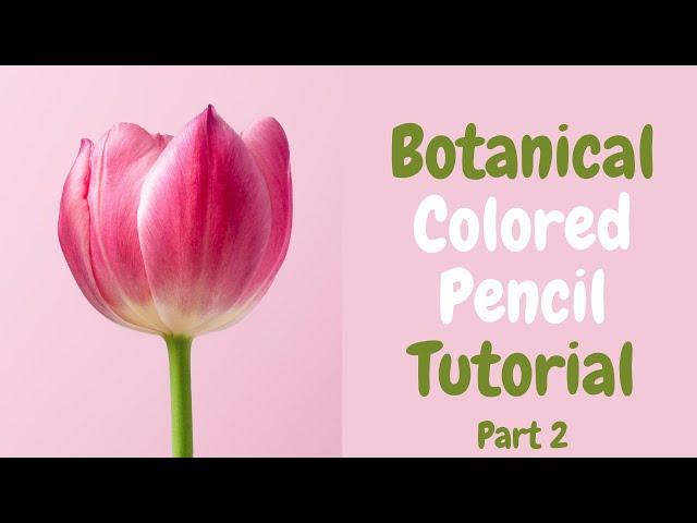 Colored Pencil Botanical Tutorial For Beginners - Live Art Char