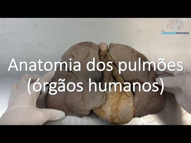 Entenda a anatomia dos pulmões (com órgãos humanos)