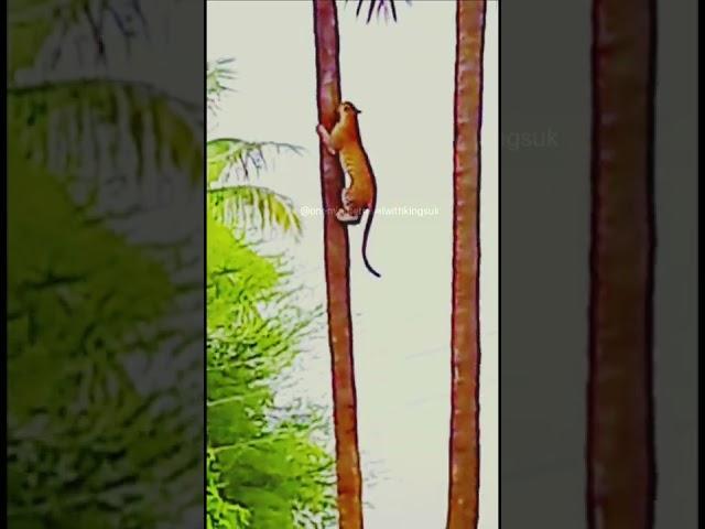 TIGERS CAN CLIMB TREES - 2022 