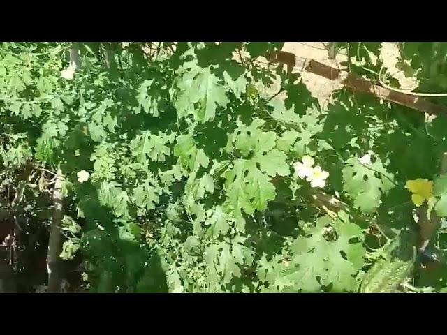 BITTER GOURD |  HARVESTING AMPALAYA |  IYACHE & MOM