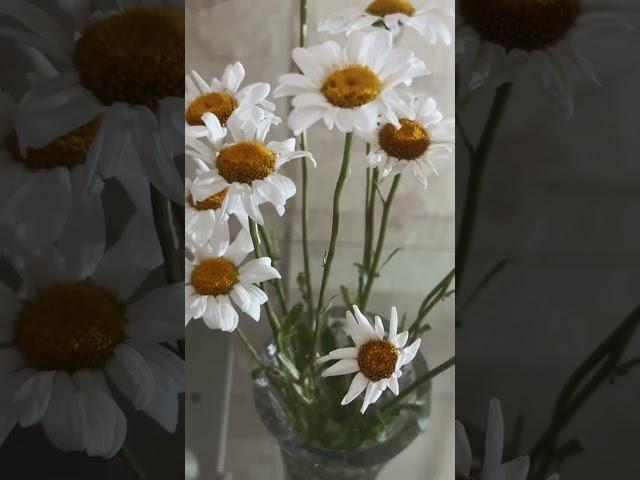 ЗАВЕЩАНИЕ! #ольгафедорова #юмор #приколы #ржака #завершение