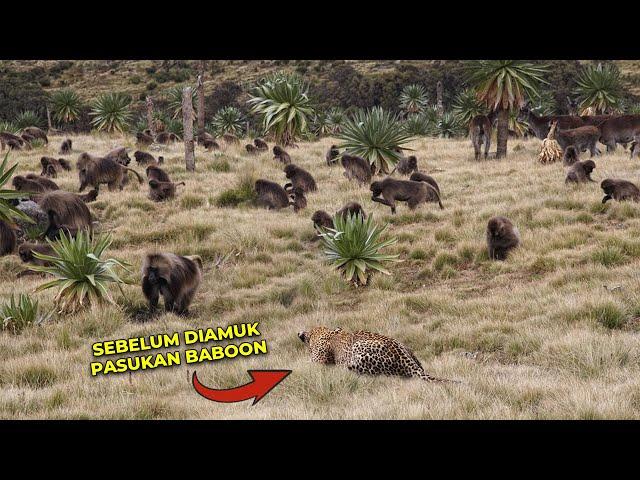 HEBOH Macan Tutul Salah Sasaran! Niatnya Ingin Memangsa Malah Apes Dikeroyok 50 Baboon