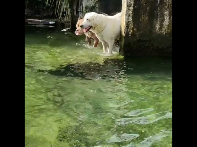 #Labrador/#Bully #American Bully #Pittbull #Kingbully #kerala dog lover #Dog Lover