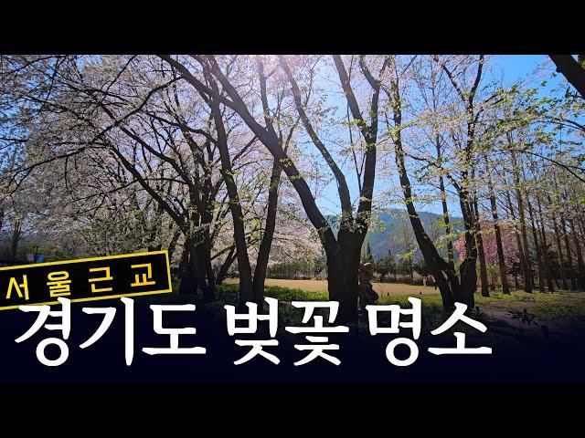 경기도 벚꽃 명소 | 양평 봄파머스가든 | 봄꽃 | 서울근교 여행