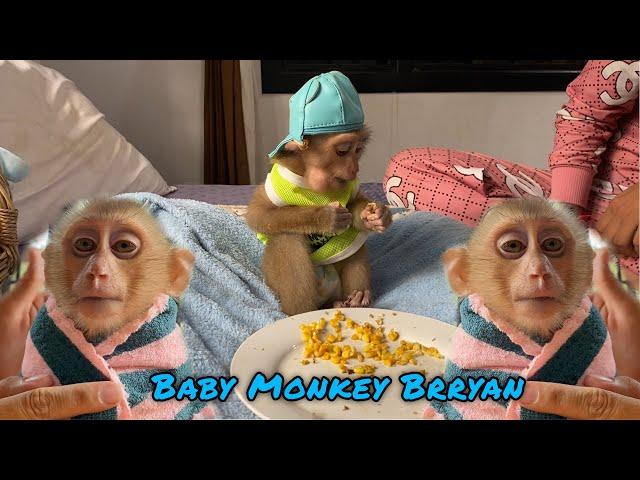 A Day In Life Brryan Baby Monkey | Real Baby Monkey Brryan Family