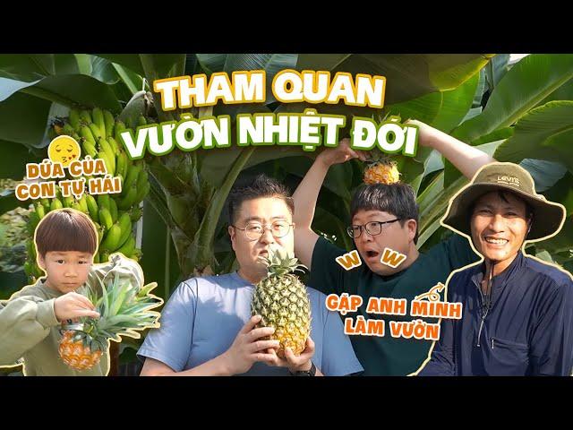 |310| VƯỜN NHÀ KÍNH TRỒNG TRÁI CÂY MÀ NGÀN MÉT VUÔNG!! TỰ TAY HÁI DỨA HÁI CHUỐI TẠI VƯỜN