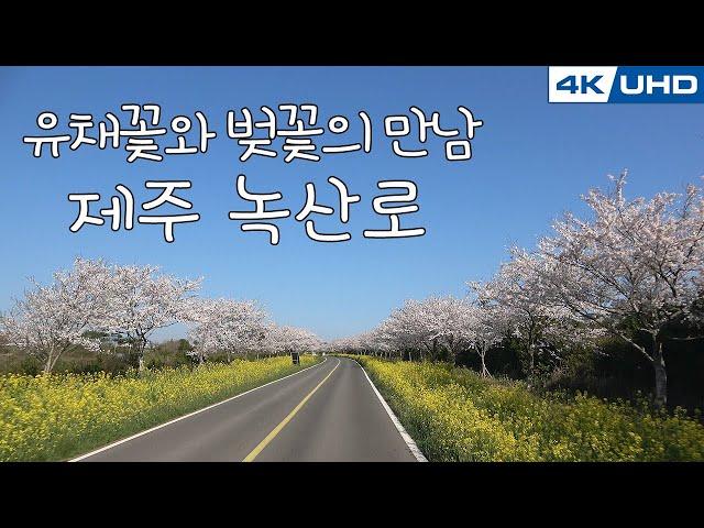 한국의길77. "유채꽃과 벚꽃의 만남" 제주도 녹산로/Korea's Road77. Jeju Island Rok San-Ro(Rape flower road)