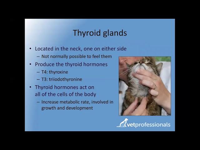 Feline hyperthyroidism