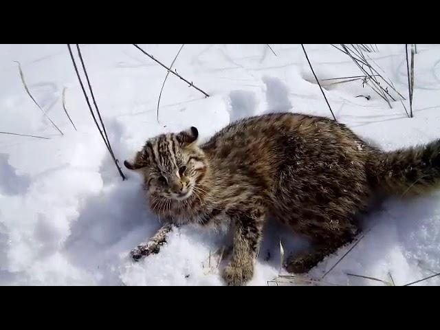 Амурский дикий кот. Камышовый