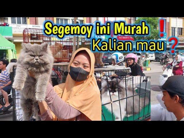 Kucing Abu Gemoy ini berapa harganyakucing yang kita video