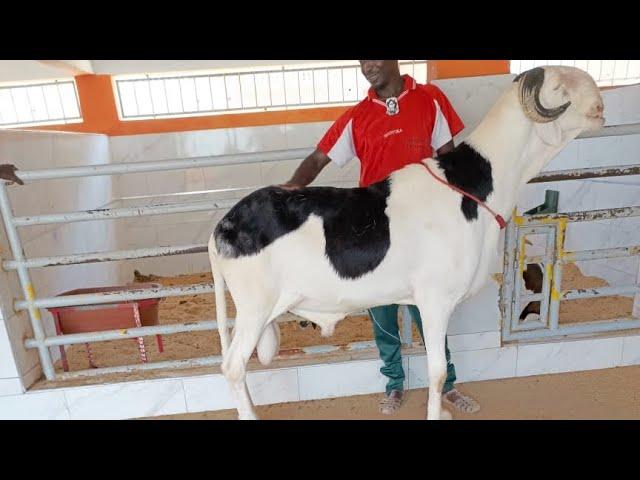 FOIRE LADUMED 2024 BERG ARENA LADOUM