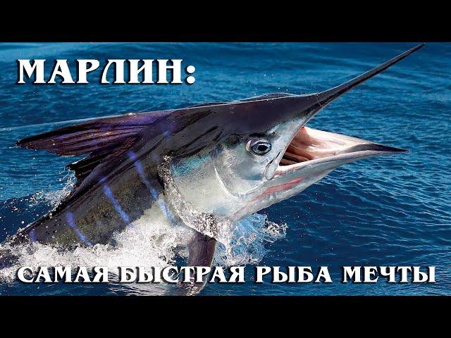 Marlin: The fastest and biggest fish of Hemingway's dreams | Interesting facts about marine life