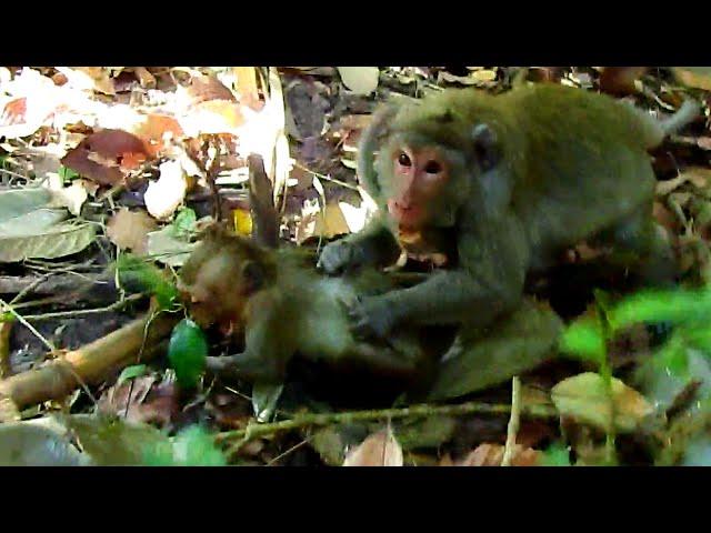 Jane monkey like wild jump to give her big kid a nice gift on ground for surprise last Christmas day