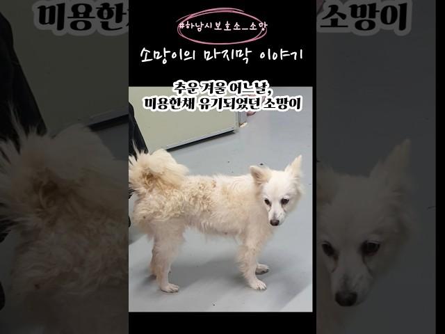 [하남유기견보호소] 사람에게 두 번 상처받고도 사람을 좋아했던 소망이