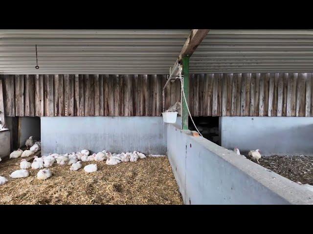 Ферма в Германии.Цыплята Бройлеры на выгуле,ответы на вопросы.