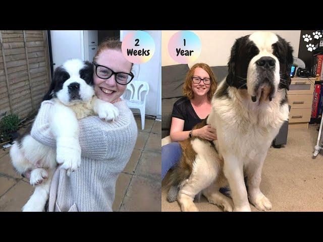 Saint Bernard Puppy growing up Timelapse - St Bernard dog | Saint Bernard Puppy to Adult