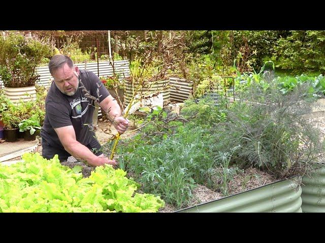 What Vegetables I Am Currently Growing | In a Subtropical Winter