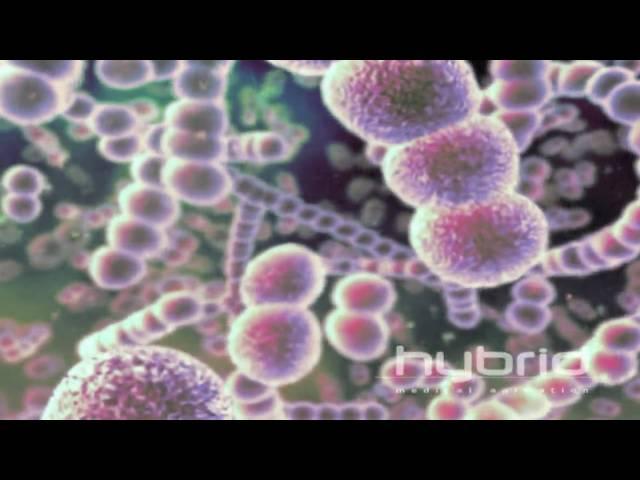 Streptococcus Pneumoniae (Hybrid Medical Animation) HD