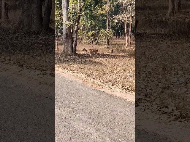 Found these deer on the way to Kanha National Park