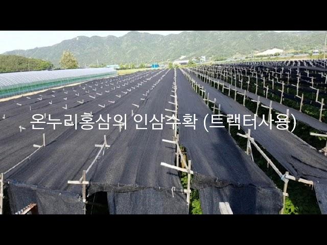 안녕하세요. 온누리홍삼입니다^^  인삼수확하는 방법은 크게 두가지가 있습니다. 직접 사람이 괭이로 수확과 트랙터로 수확하는 방법. 우선 트랙터로 수확하는 과정 동영상입니다.  #트