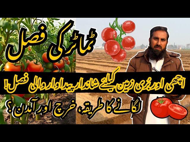 DIY Tomato Farming | High Yield Secrets || Kam Kharch Zyada Paidawar || Behtareen Fasal Ka Raaz