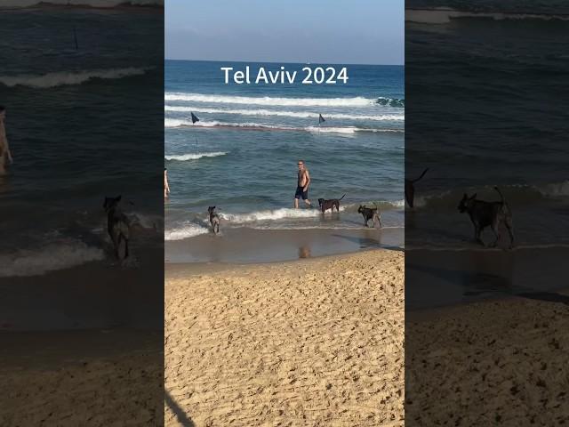 Tel Aviv the weekend before Iran attack  Israel at war   #travel #telaviv