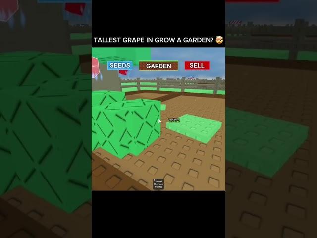 TALLEST GRAPE IN GROW A GARDEN? #youtubeshorts #roblox #memes #fypage #growagarden #fyp #robloxfyp
