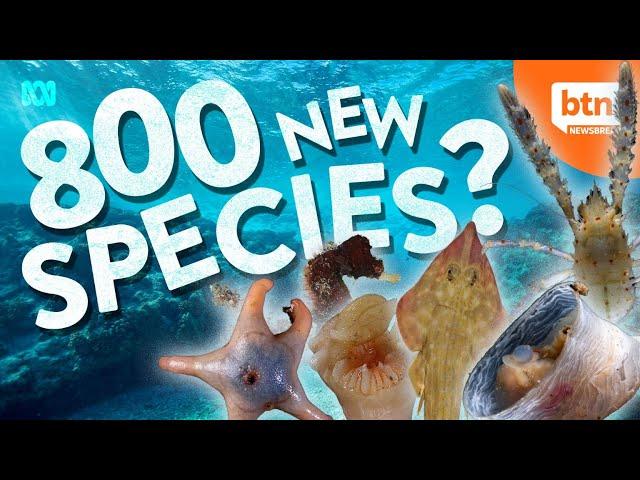 Hundreds Of New Ocean Species Discovered