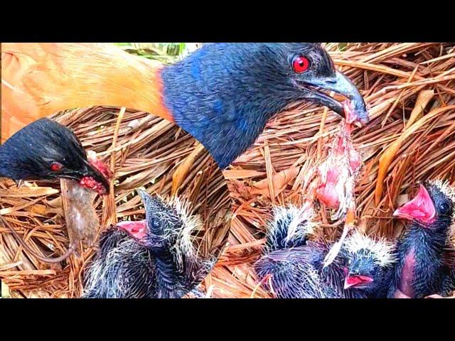 Dua jenis makanan ini yang paling di tunggu anak bubut