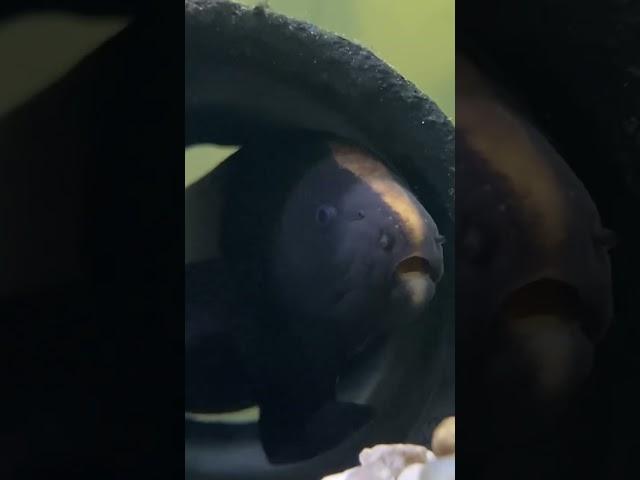 Black Ghost Knifefish + Clown Loaches #fish #aquarium #fishtank