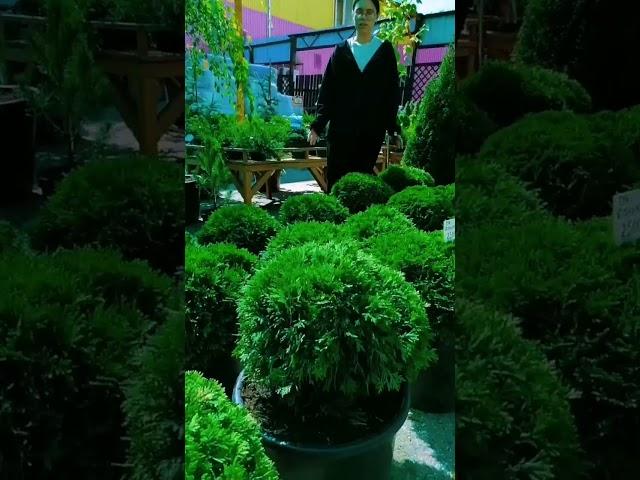 Наш молодой эксперт Анастасия расскажет о туе Даника!