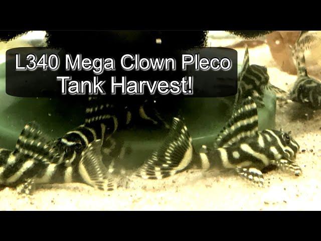 Epic Pleco Harvest!!! L340 Hypancistrus Sp. Mega Clown Plecos!!!