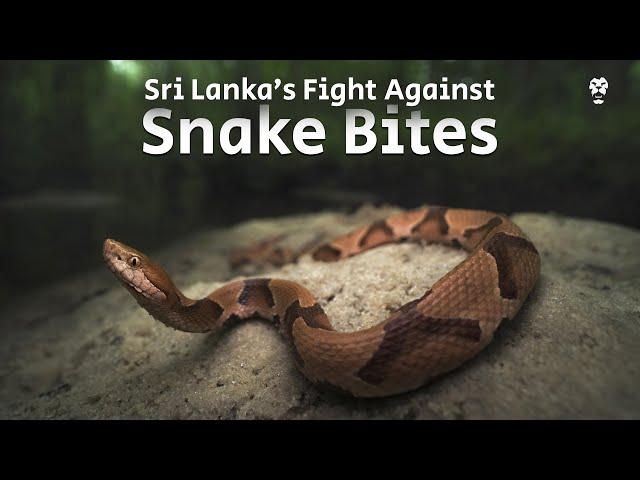 Sri Lanka’s Fight Against Snake Bites - Roar Media