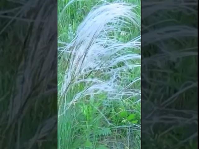 Ковыль Часть 2