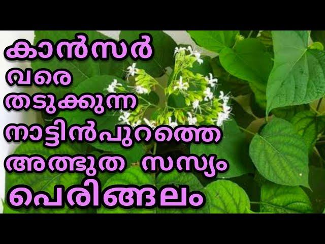 പെരിങ്ങലം അത്ഭുത ഗുണങ്ങൾ | Peringalam Plant..Herbal Medicine.. (Perukilam)