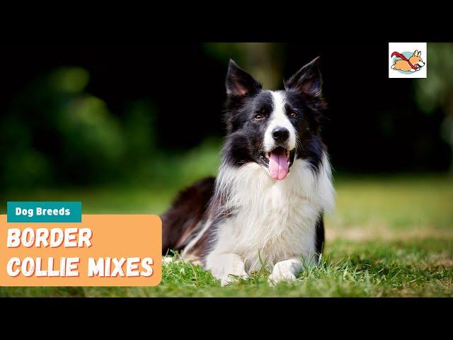 Border Collie Mixes: A Complete Guide To The Top 10 Border Collie Mix Dogs!