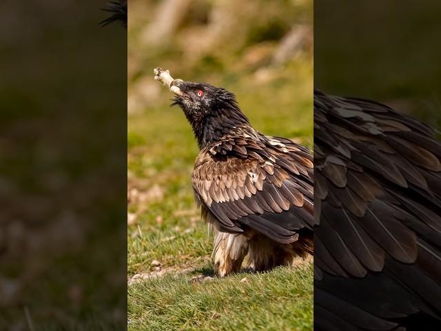 Bone-Crushing Power!  The Bearded Vulture's #birds#deadliest #wildwonders