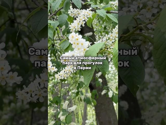 Бывали там? #пермь #достопримечательности #могилы #история