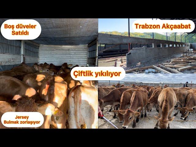 TRABZON ÇİFTLİK YIKIMI / JERSEY DÜVELER SATILDI / NEDEN VİDEO ÇEKEMİYORUM