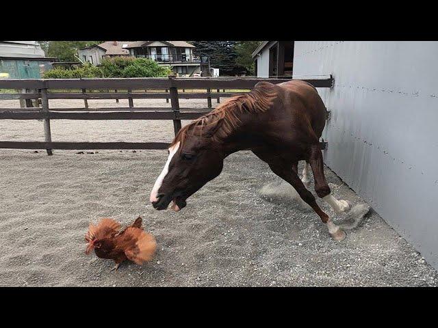 These Funny Horses are a must watch! - Funniest Horses Videos P4