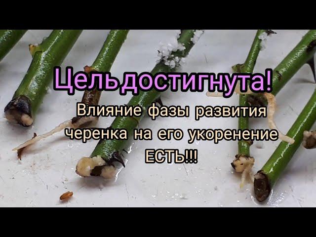 Опыт с розами. Результаты и выводы!