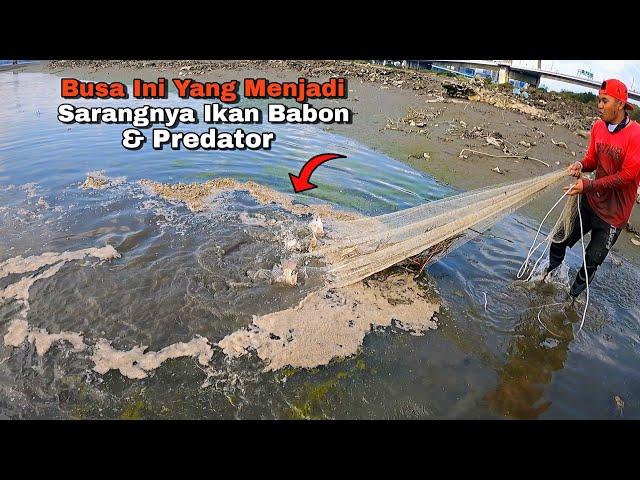 Busa Ini Sarang Ikan Babon Ada Predatornya