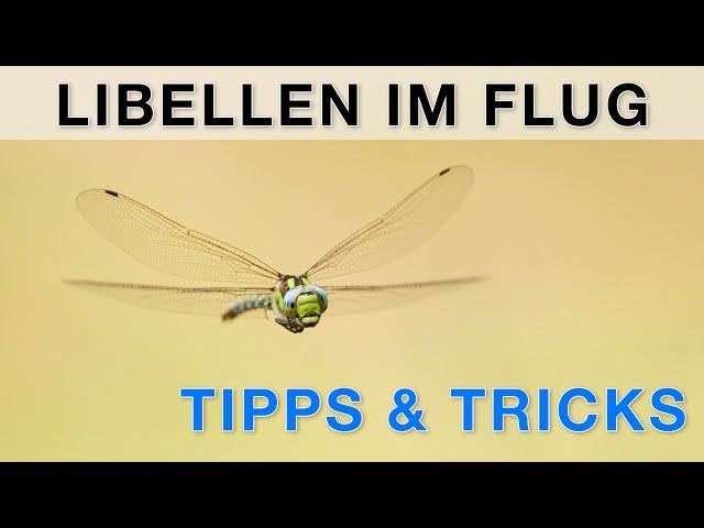 Libellen im Flug fotografieren - Tutorial Naturfotografie